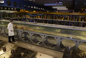 Architeutis dux, giant squid