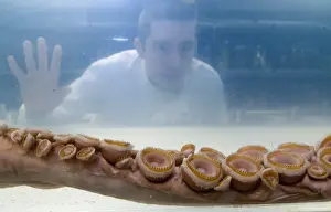 Architeutis dux, giant squid