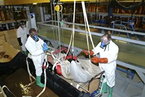 Architeutis dux, giant squid