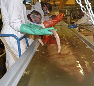 Architeutis dux, giant squid