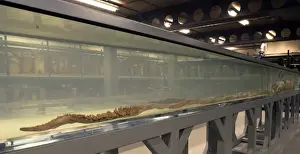 Architeutis dux, giant squid