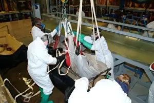 Architeutis dux, giant squid