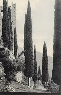 Arco, Lake Garda, Italy - Cypresses
