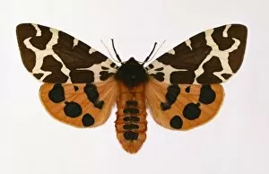 Arctia caja, garden tiger moth