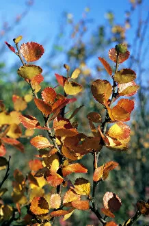 Nana Gallery: Arctic Birch / Dwarf Birch - leaves in autumn