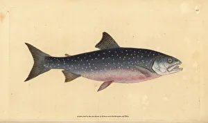 Alpinus Gallery: Arctic char, Salvelinus alpinus alpinus