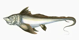 Chimera Prints: Arctic Chimaera, or Rabbit Fish