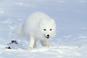 Phoca Collection: Arctic Fox feeds on carrion of a Ringed Seal (Phoca
