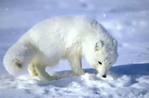 Mammal Gallery: Arctic Fox searches for food, sniffing lemmings