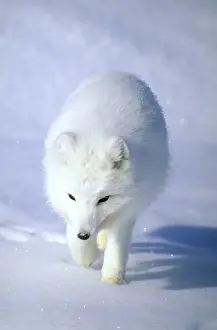 Lagopus Prints: Arctic Fox searches for food, trotting along