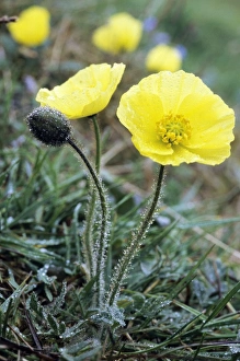 Flowering Gallery: Arctic Poppy flowering in tundra near Dikson