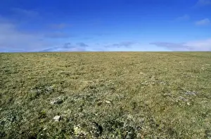 Lemming Prints: Arctic tundra landscape