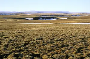 Lemming Prints: Arctic tundra of Taimyr peninsula near Kara sea