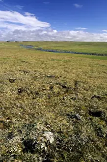 Lemming Prints: Arctic tundra, a typical landscape near Dikson