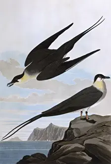 Audubon Prints: Arctic Yager, by John James Audubon