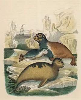 Arctocephalus Lobatus -- Seals