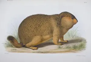 Marmota Prints: Arctomys robustus, marmot