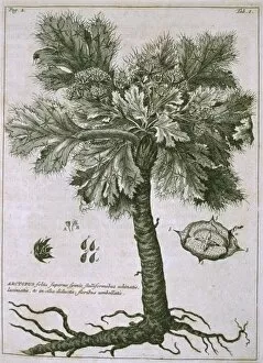Apiaceae Gallery: Arctopus echinatus