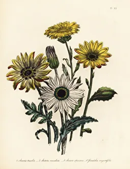 Arctotis and grindelia species Arctotis and grindelia species