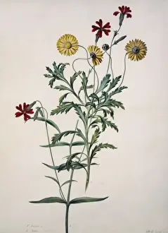 Compositae Prints: Arctotis sp. South African daisy