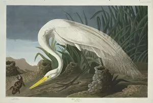 Ardeidae Gallery: Ardea alba, great egret