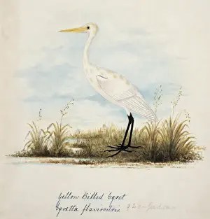 Ardea alba, great egret