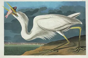 Ardea herodias, great blue heron