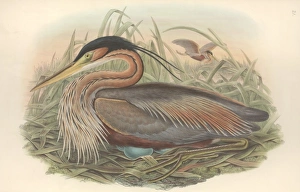 Ardeidae Gallery: Ardea purpurea, purple heron