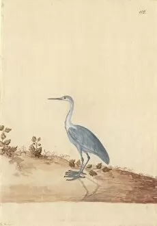 Ardeidae Gallery: Ardea sp. Heron