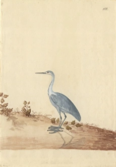 Ardeidae Gallery: Ardea sp. Heron