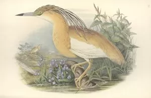 Ardeidae Gallery: Ardeola ralloides, squacco heron
