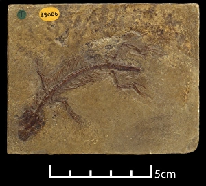 Ardeosaurus brevipes, a Jurassic lizard Ardeosaurus brevipes, a Jurassic lizard