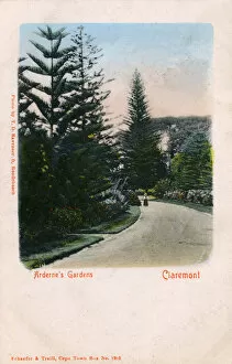 Arboreum Gallery: Ardernes Garden - Claremont, South Africa