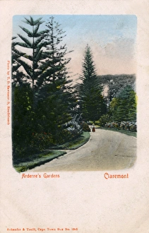 Arboreum Gallery: Ardernes Garden - Claremont, South Africa