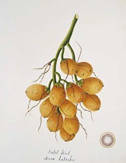 Aurantiaceae Collection: Areca catechu, betel nut
