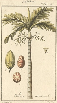 Areca catechu L., betel nut palm Areca catechu L., betel nut palm