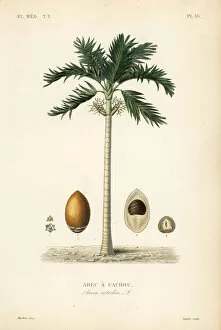 Areca nut palm tree, Areca catechu