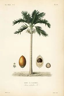 Lagesse Collection: Areca nut palm tree, Areca catechu