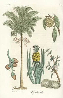 Areca palm, pineapple and jackfruit