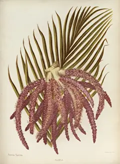 Areca Sapida or Feather Duster Palm