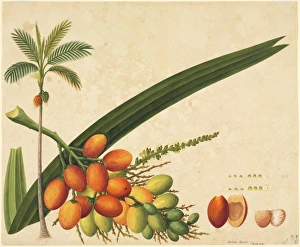 John Reeves Collection: Areca sp