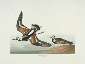Wader Prints: Arenaria interpres, ruddy turnstone