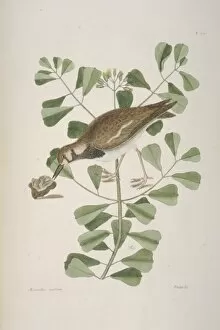 Mark Catesby Collection: Arenaria interpres, ruddy turnstone