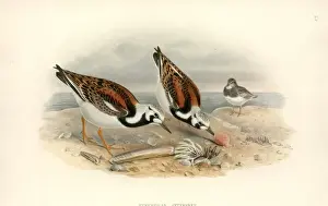 Arenaria interpres, ruddy turnstone