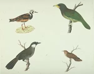 Arenaria interpres, ruddy turnstone and other birds