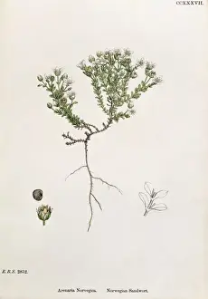 Caryophyllales Prints: Arenaria norvegica, Norwegian sandwort