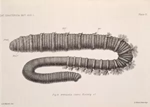 Annelid Gallery: Arenicola loveni, polychaete worm