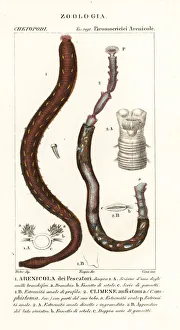 Images Dated 22nd March 2020: Arenicola marina and Clymene amphistoma