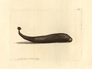 Parasite Prints: Areolated sealeech, Pontobdella areolata