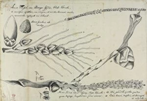 Arera catechu, figure from Descriptiones Fruticum et Arborum